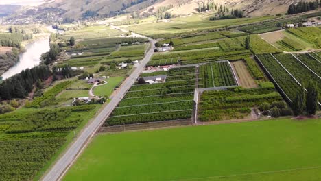 Roxburgh-fruit-orchards-after-harvest-without-birds-protecting-nets-aerial-tilt-up-shot-reveal-of-valley-in-Central-Otago,-New-Zealand