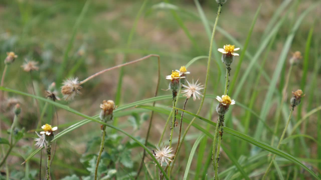 Premium stock video Small yellow flowers and wild grass swaying in
