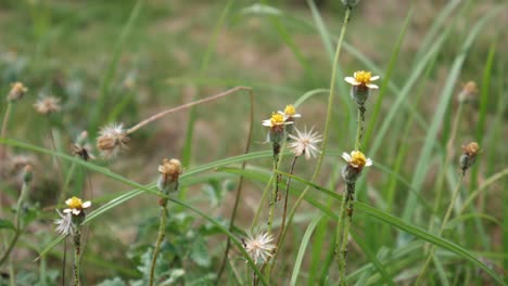 small yellow flowers and wild grass swaying in the wind during the day