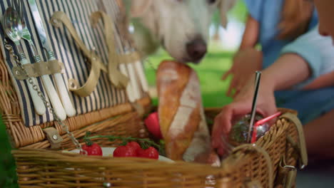 manos irreconocibles sacan comida canasta de picnic de cerca. alegre descanso en familia.