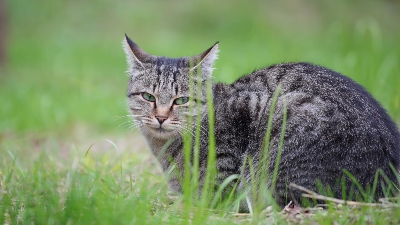 Gatto sull'erba che guarda la fotocamera