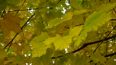 maple tree branch with colorful green, yellow and orange leaves in autumn season