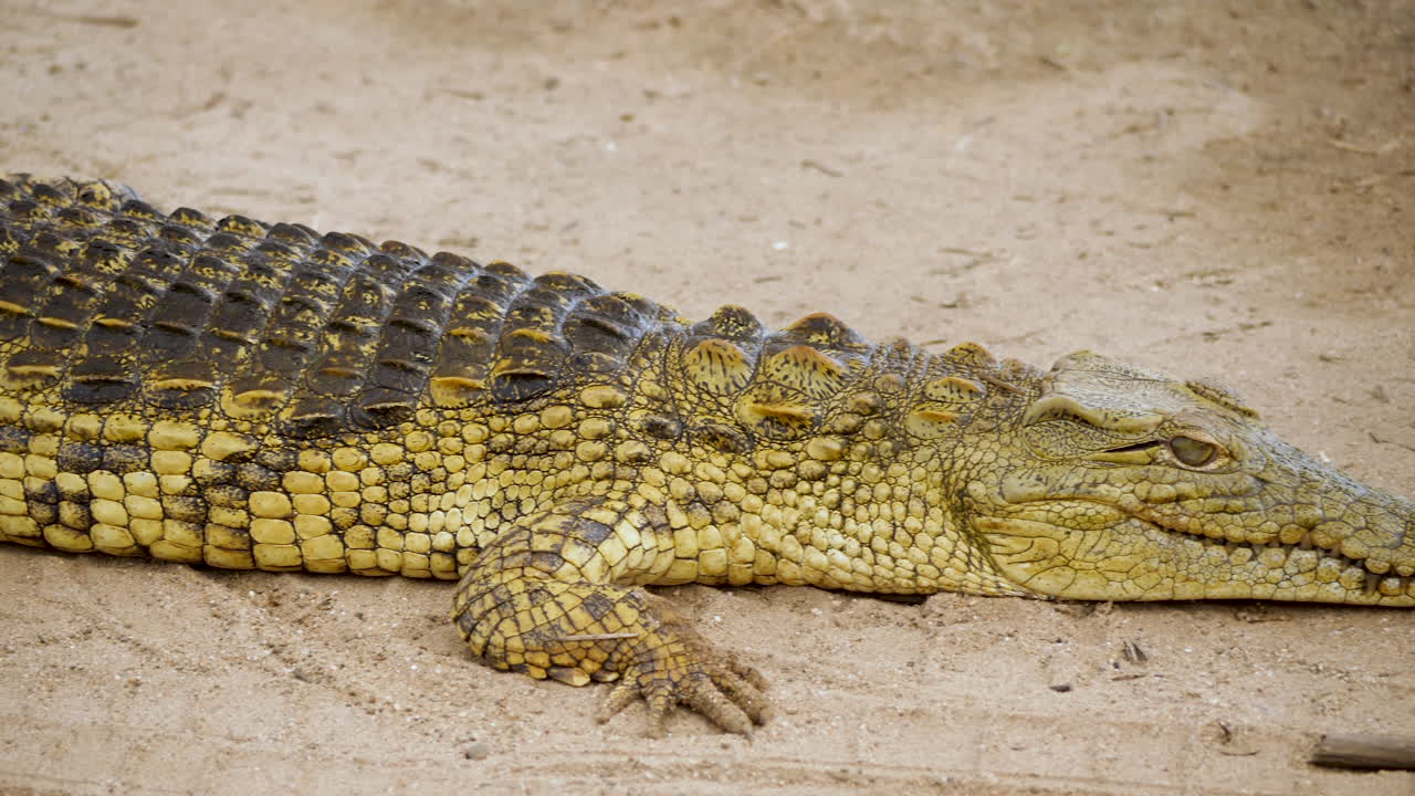 cocodrilo acostado en el suelo, panorámica de la cabeza a la cola, parque nacional kruger