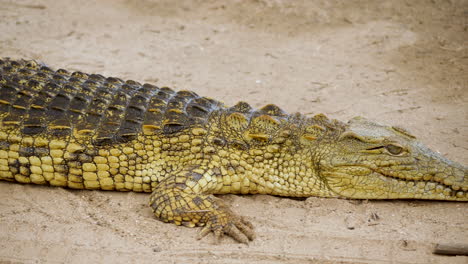 crocodile laying still on the ground, panning from head to tail, kruger national park