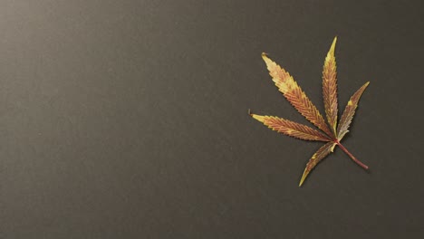 Video-of-marijuana-leaf-on-grey-background