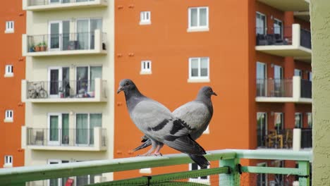 Palomas-Descansando-En-Un-Balcón-Y-Mirando-Alrededor,-Rascándose,-Edificio-De-Apartamentos