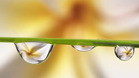 gota de agua en cámara lenta salpicada de gotas de rocío en la hierba con flores dentro