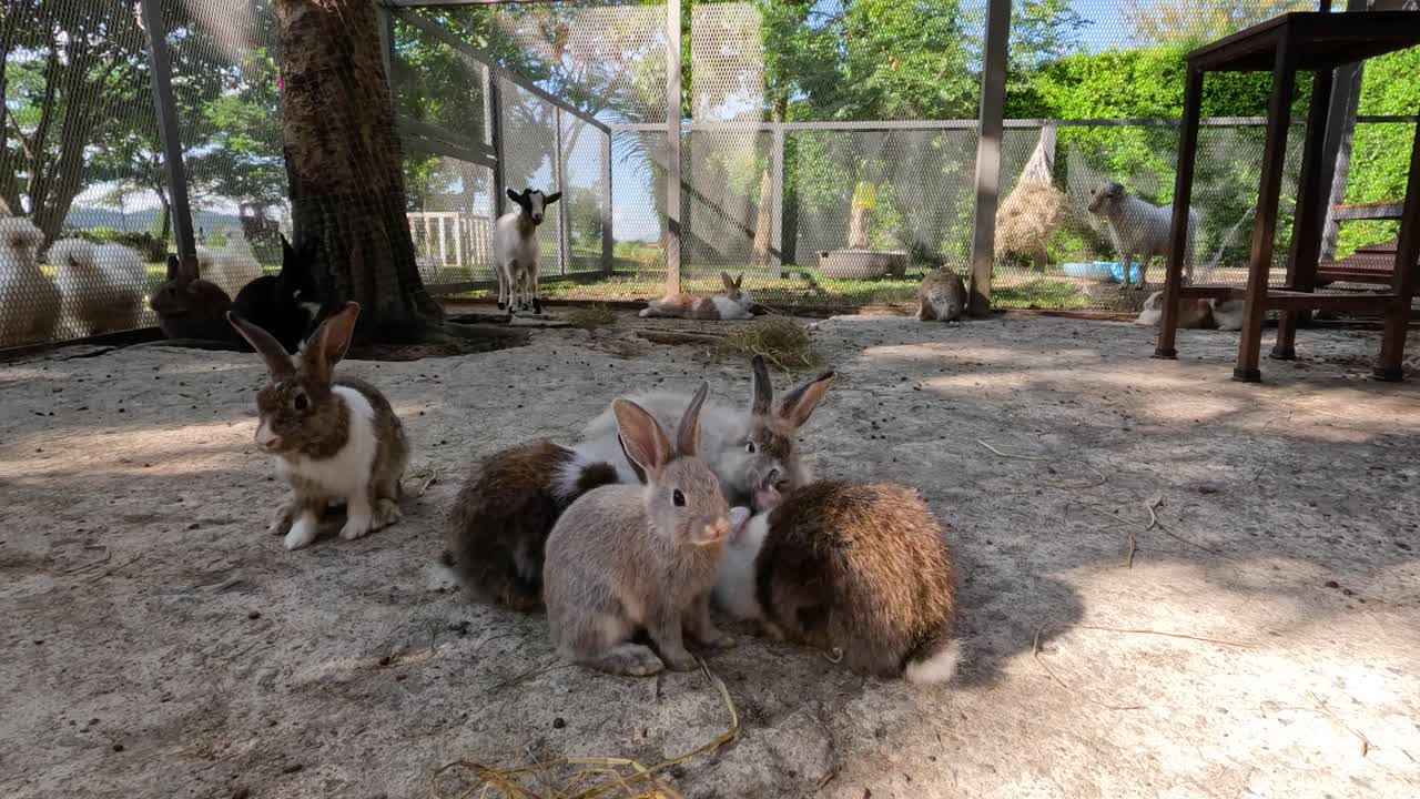 자연 농장 환경에서 상호 작용하는 토끼