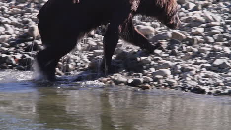 grizzly bear walks out of cold river onto