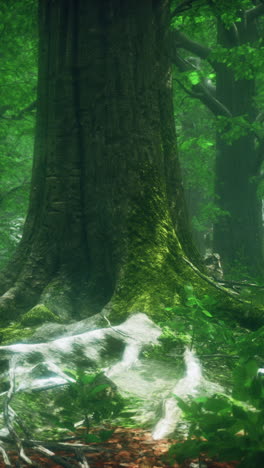 a tranquil forest path