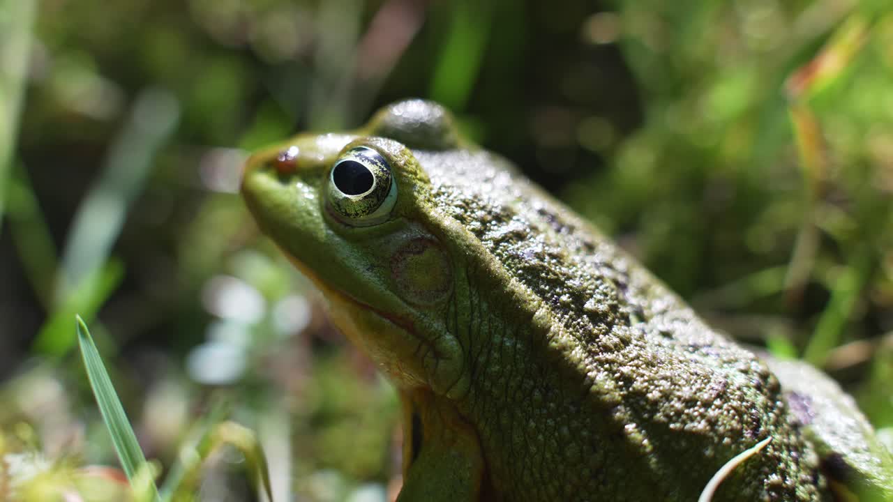 un primer plano macro de 4k de una rana verde respirando todavía en la hierba