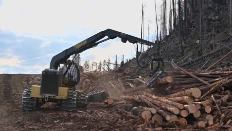 sustainable forestry: harvester cutting and stockpiling logs in bc