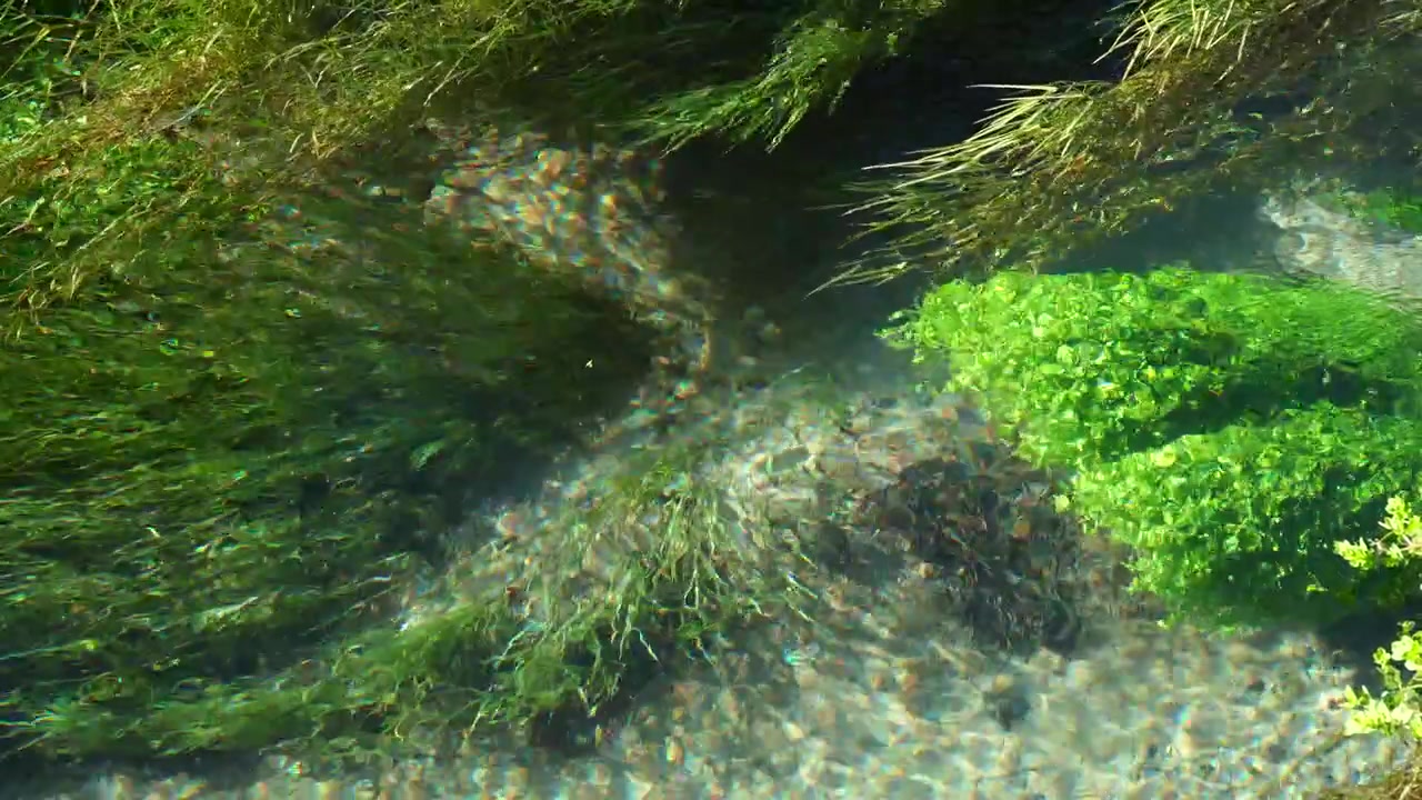 L'acqua di montagna cristallina scorre dolcemente attraverso piante acquatiche e muschio, rivelando vivaci texture subacquee in un incontaminato ambiente di ruscello naturale