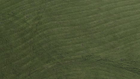 aerial descends to large green grass lawn with mowing patterns