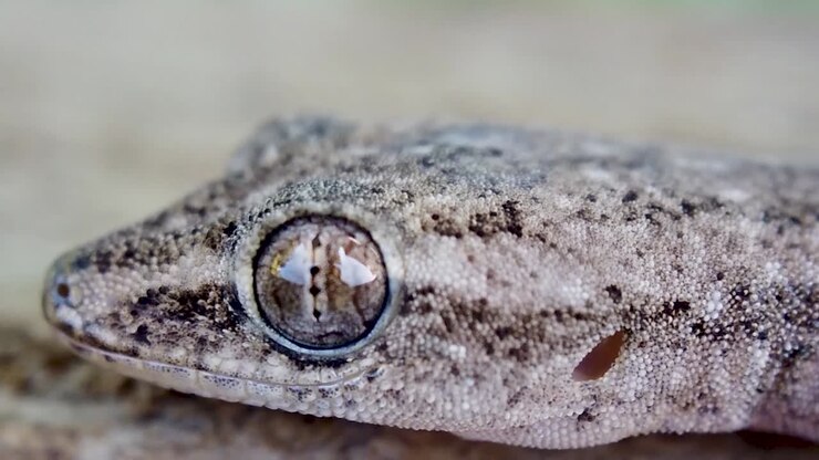 Slow zoom in on unblinking gecko eye, macro shot of motionless lizard