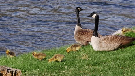 goslings feed in front of adult geese on beautiful green grass in front of a flowing pond