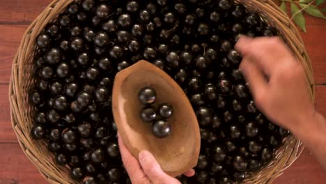 Harvest-of-the-sweet-tasting-edible-jabuticaba,-fruit-of-the-jabuticabeira-or-Brazilian-grapetree-1