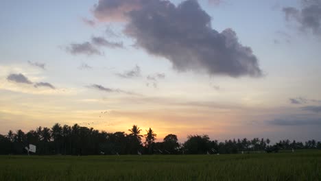 birds flying over a field at sunset