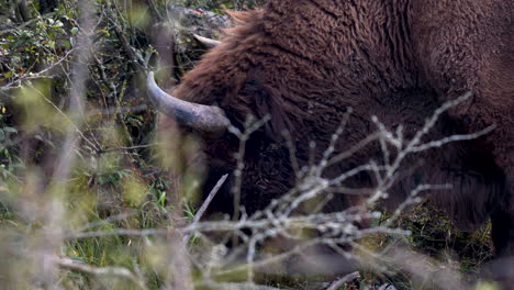 a european bison bonasus bull grazing between bushes and twigs,czechia