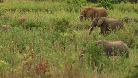 a wide shot of a breeding herd of elephants walking the green reeds, kruger national park