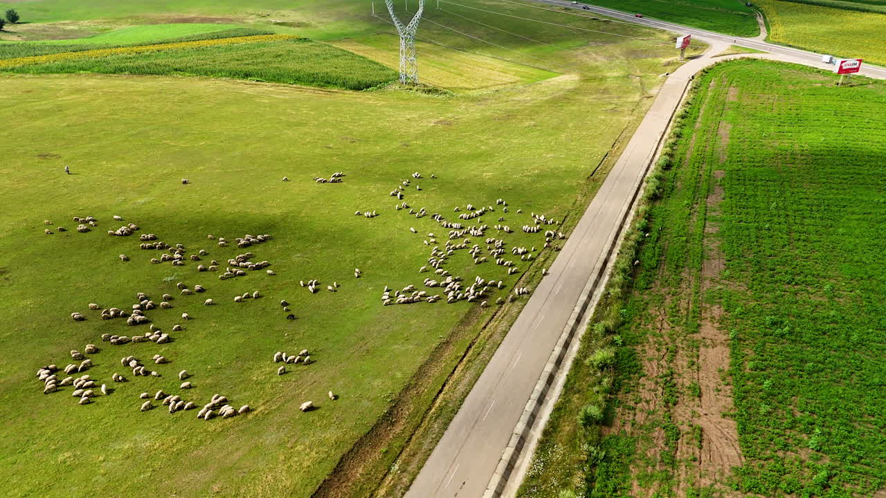 Dense sheep cluster beside a long country road. A concentrated gathering of animals grazes on sunny pastureland adjacent to the straight roadway