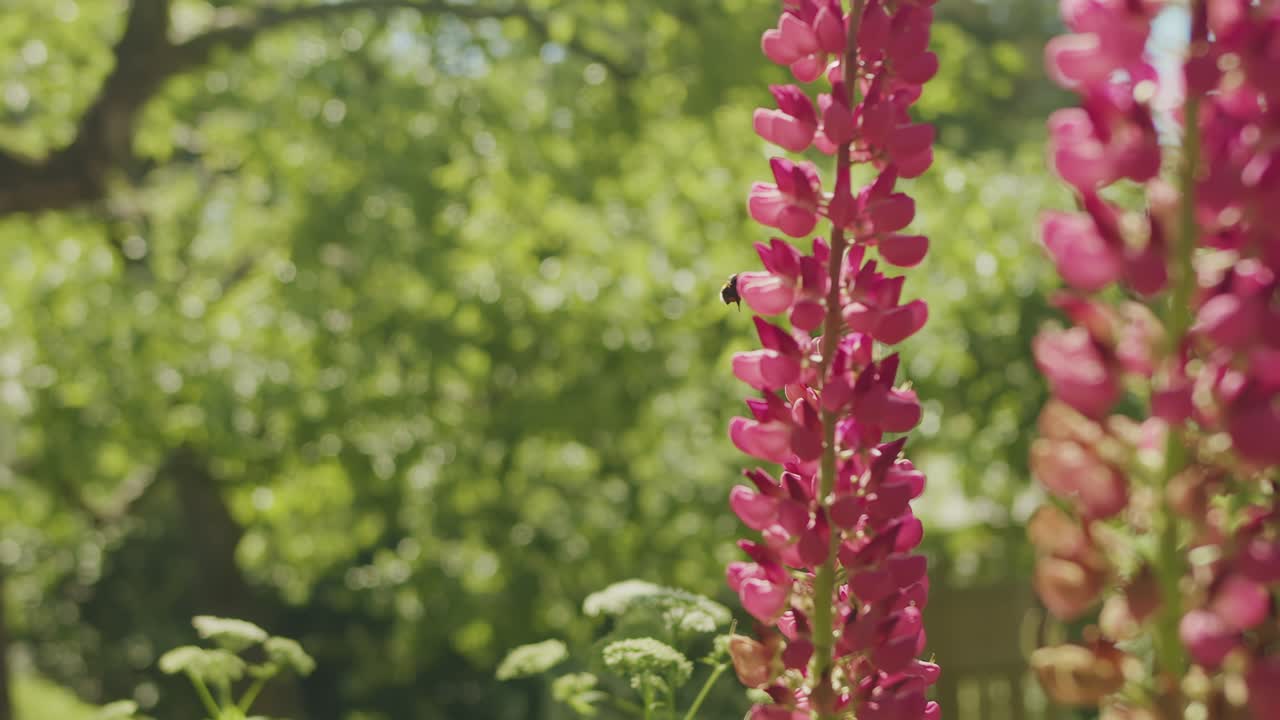 A honey bee flying to a Lupin flower to collect pollen. Warm and lush summer garden
