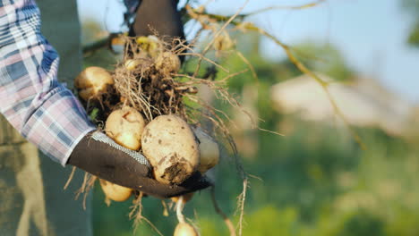 un agricultor sostiene un gran arbusto de papas recién excavado en el suelo