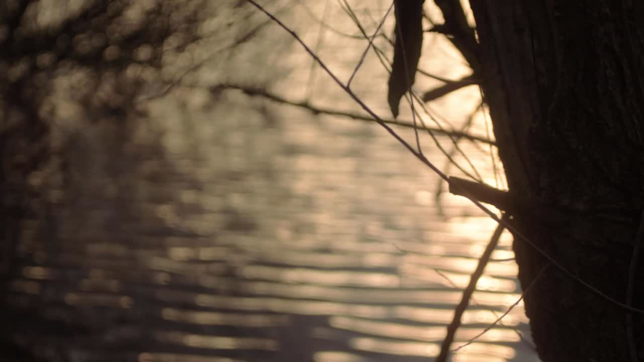 해가 지는 동안 호수 물의 파동은 나무의 시야를 통해 어 나옵니다.