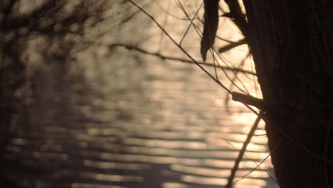 Rippling-lake-water-as-sun-sets-through-view-of-overhanging-tree