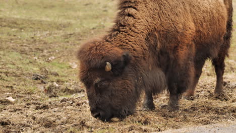 Primer-Plano-En-Cámara-Lenta-De-Bisontes-Pastando-Al-Costado-De-La-Carretera