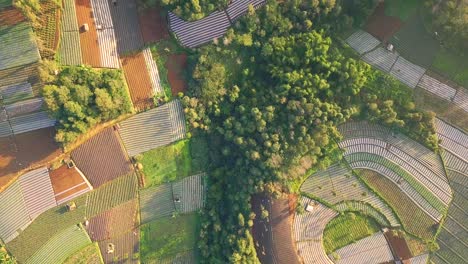 aerial flyover beautiful vegetable plantation in different colors and pattern during sunny day - central java,mount sumbing