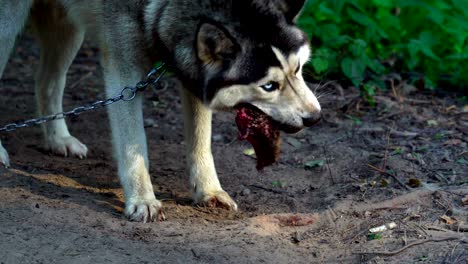 the husky breed dog eats a large piece of fresh meat. the dog eat meat with pleasure swallowing large chunks.