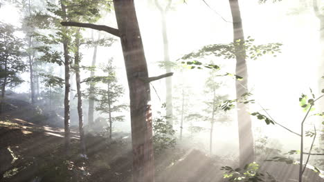 Glowing-fog-in-the-forest-in-the-evening