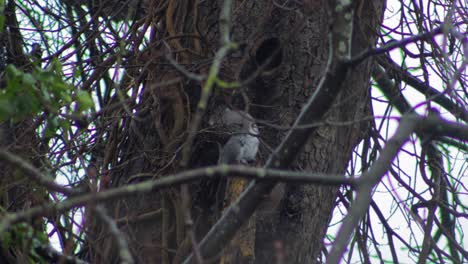 ardilla gris sentada en la rama de un árbol acicalándose