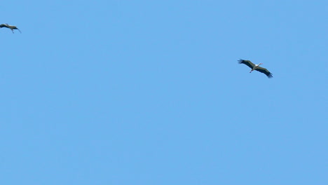 Two-storks-gliding-in-the-clear-blue-sky,-flying-in-formation-with-wings-outstretched