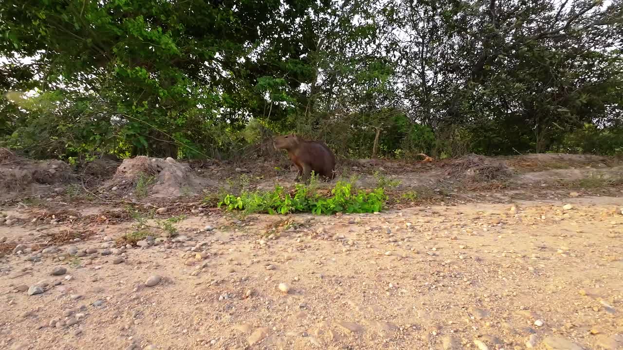 Wild little Capybara stand on rural dirt path in South America, Los llanos Venezuela