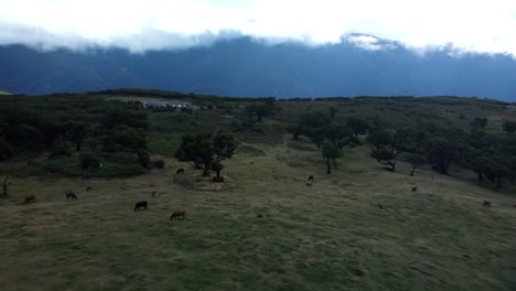 Aerial-View-of-Cows-Grazing-in-Meadow-on-Fanal-forest-Landscape-of-Madeira-Island,-Clouds-in-Background