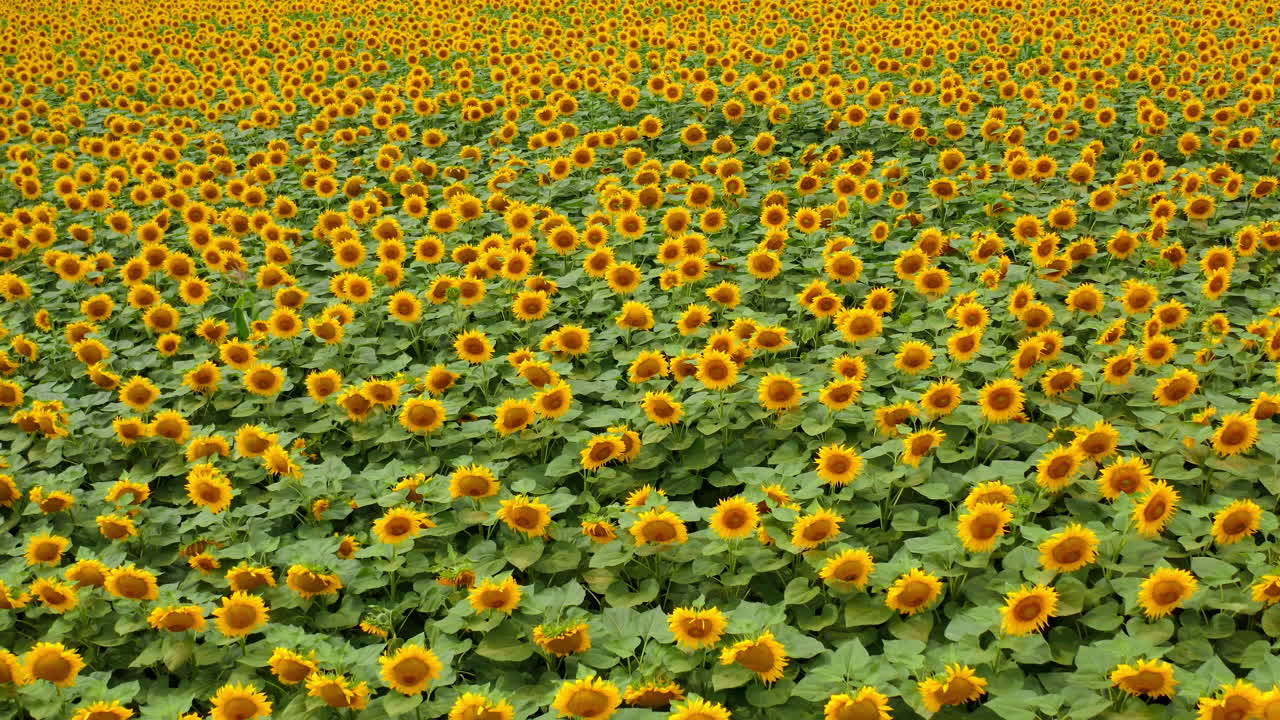 Beautiful blooming field of sunflowers. Yellow and green farmland on sunny season. Sunflower background.