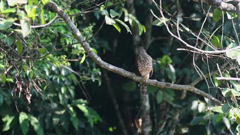 Shikra,-Accipiter-Badius,-Parque-Nacional-Khao-Yai,-Tailandia