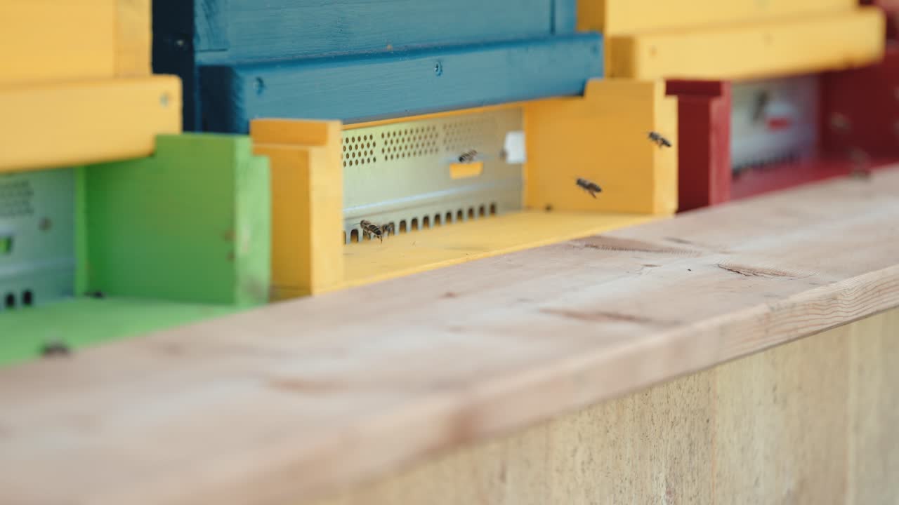 colmena en cajas de colores con un pequeño número de abejas voladoras poco después del amanecer