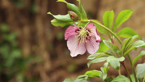 disparo de un hellebore en un jardín en primavera