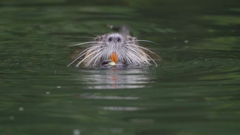 Close-up-of-an-adult-coypu-feeding-pieces-of-a-plant-with-its-big-orange-incisors-while-floating-on-a-pond