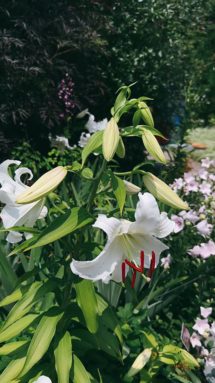 정원 에 있는  릴리