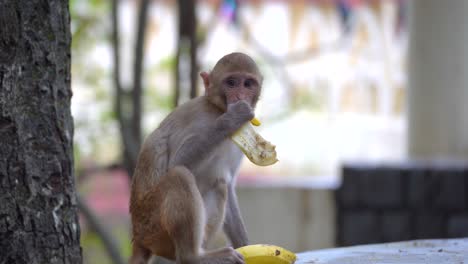 el bebé mono come la cáscara de plátano