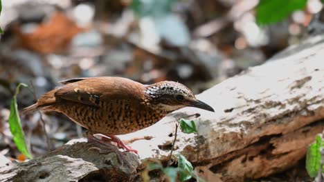 pitta de orejas, hydrornis phayrei, tailandia