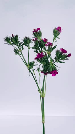 purple flowers on white background