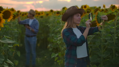 Two-young-scientists-are-studying-a-sunflower-with-a-magnifier-on-the-field-at-sunset.-They-write-down-its-basic-properties-on-a-tablet.