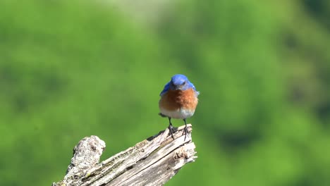 An-eastern-bluebird-sitting-on-a-small-branch-in-the-outdoors