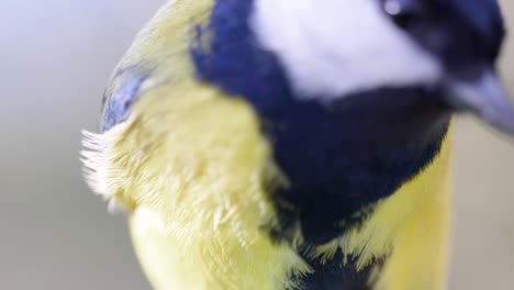 toma macro cinematográfica en cámara lenta de 4k de pájaros volando a un comedero para pájaros y comiendo semillas