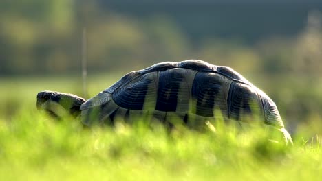 тurtle in green grass